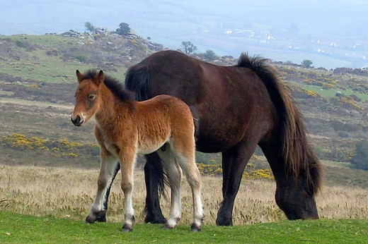 Mare with her Foal