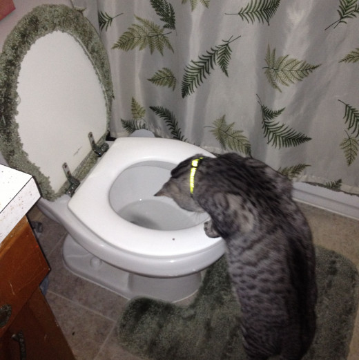 Sheldon loves to flush the potty.