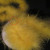 Go in circles - winding the boa around the ball. You won't need a ton of pins but make sure it won't fall off either.