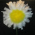 You have now made the flower head of the daisy.