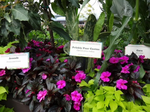 Some of the Plants that Helped Make up the Delicious Food During the Festival