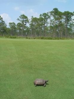 (Fore) Reasons to Golf at an Audubon Course