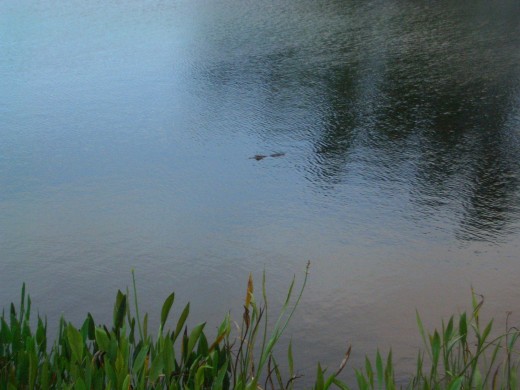 A Florida Gator! Yes, This is Why You Need a Golf Ball Retriever!