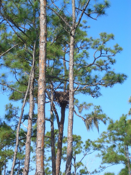 I was able to capture this incredible Eagle's nest while my husband was looking for that little white ball!