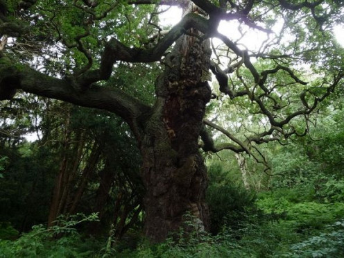 A recent picture of an ancient forest. Credit: By Immanuel Giel (Own work) [Public domain], via Wikimedia Commons