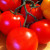 red tomatoes on the vine for tomato sauce red tomatoes on the vine for tomato sauce