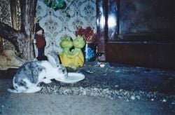 Bugsy was our pet rabbit, he is having a drink, he loved milk. Photo Credit - Elsie Hagley