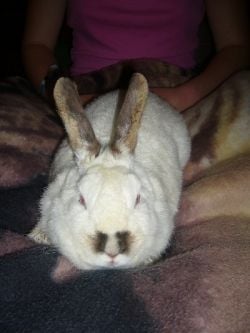 Resting rabbit. Photo Credit - Elsie Hagley