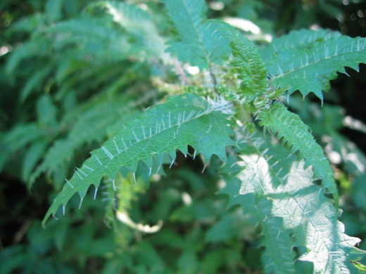 Stinging Nettle = Urtica_ferox