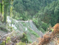 New Zealand Bush in Taranaki