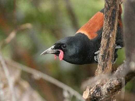 North Island NZ Saddleback. Photo Credit - http://en.wikipedia.org/wiki/Saddleback_(bird)
