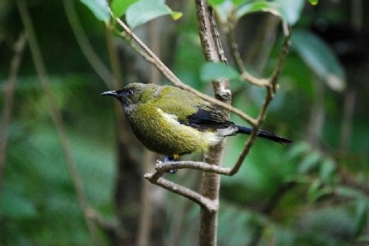 Male Bellbird. Photo Credit - http://en.wikipedia.org/wiki/New_Zealand_bellbird