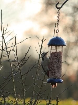 Woodpecker feeding