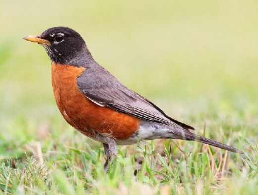 American Robin - Photo Credit http://en.wikipedia.org/wiki/American_robin