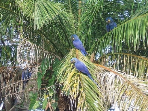 Hyacinth macaws in their natural habitat, the Pantanal, Bolivia.