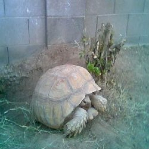 Building an Outdoor Habitat for a Sulcata Tortoise PetHelpful