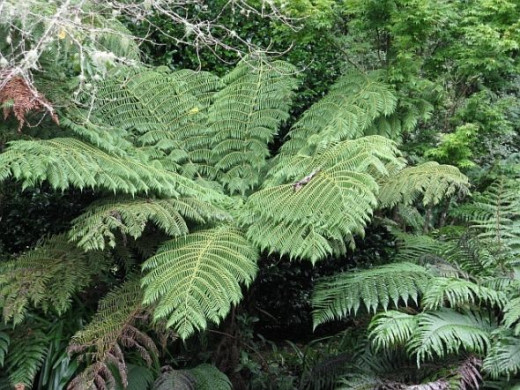 Silver Fern (ponga is the maori name). Photo Credit - Elsie Hagley