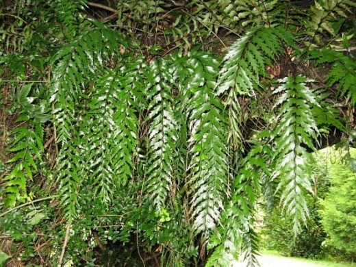 Ferns growing in a archway in my garden Photo Credit - Elsie Hagley.