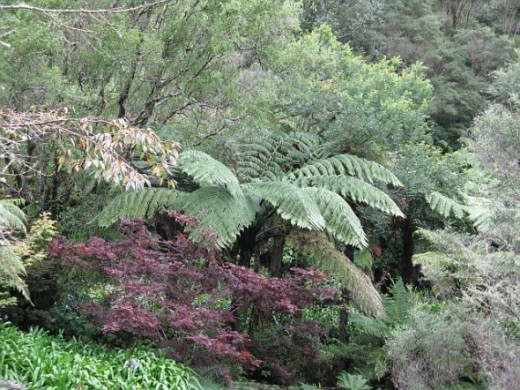 Autumn Fern Scenery.  Photo Credit - Elsie Hagley.
