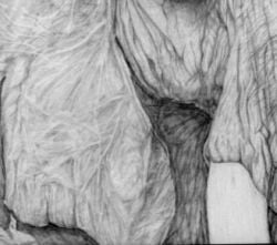 Cropped Portion Of Pencil Drawing To Show Detail