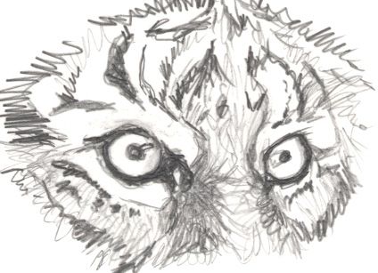 Eye Of The Tiger Pencil Sketch
