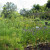 Herbs and spices in the Chamerolles garden 