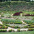 The Garden of Abundance, a vegetable garden laid out in the shape of a leaf.  On the bank behind is the Crescent of Fragrances.