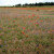 The Garden of France.  The field of poppies and cornflowers ripple in the breezes like a flag.