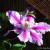 Clematis Clematis