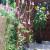 Wild Sweat Peas, Sunflowers Wild Sweat Peas, Sunflowers