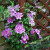 Year 2 clematis. Just overnight the flowers burst open, Last year I only had 2 flowers :) Year 2 clematis. Just overnight the flowers burst open, Last year I only had 2 flowers :)