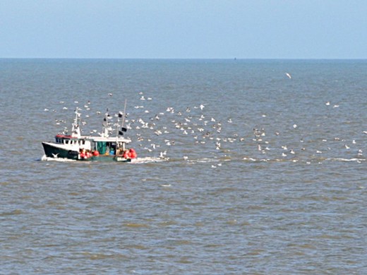 A fishing boat coming to shore