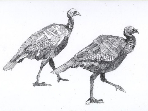 "The Turkey Trot" pen and ink drawing by the author Katherine Tyrrell  (Thanks to Dan Smith 'Turkeys on path' - This file is licensed under the Creative Commons Attribution-Share Alike 2.0 Generic license.)