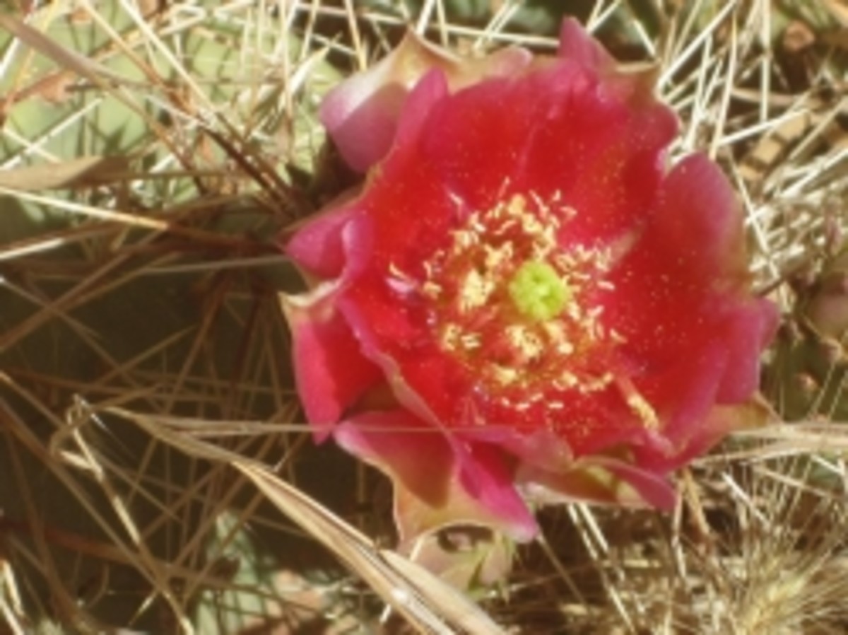 I'm thankful for the cactus flowers. Here's one of countless flowers in Grand Canyon.