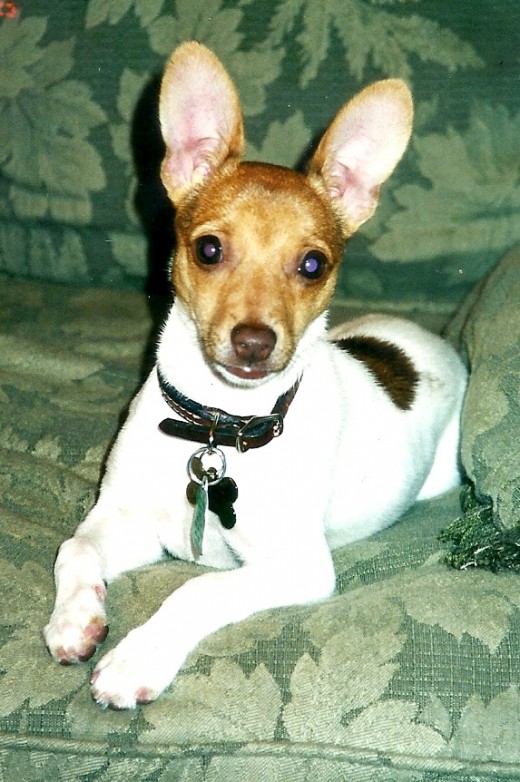 I think she knows how cute she is.  And I'm pretty sure her ears can tune in to radio stations.