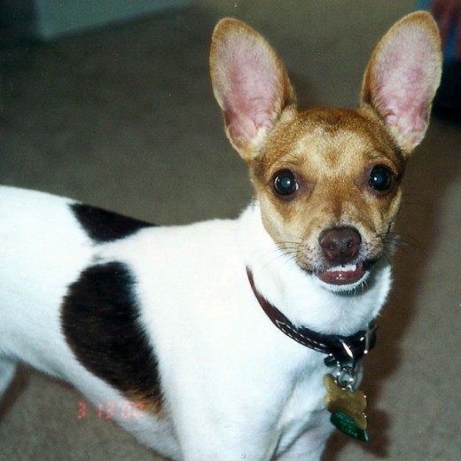 When she was young, her gums had a habit of sticking to her teeth making her look ferocious.  And the ears...I think she looks a bit like a mule deer in this shot.