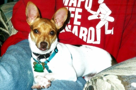 Notice the crossed paws.  She's so ladylike.  Until recently, she always would cross her paws whether we were holding her in our arms or she was sitting on our lap.  Or near us.  Such a lady.