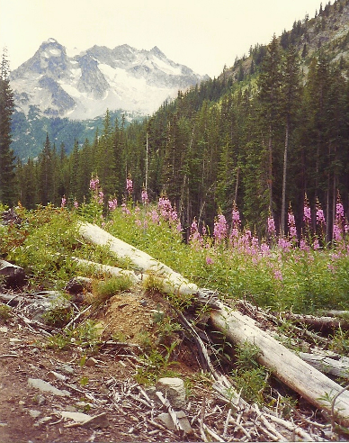 One of my favorite photos.  This was taken on a hike to Holden Lake.  I believe this was my first hike when I got to Holden.   I love the pink wildflowers!