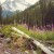 One of my favorite photos. This was taken on a hike to Holden Lake. I believe this was my first hike when I got to Holden. I love the pink wildflowers! One of my favorite photos. This was taken on a hike to Holden Lake. I believe this was my first hike when I got to Holden. I love the pink wildflowers!
