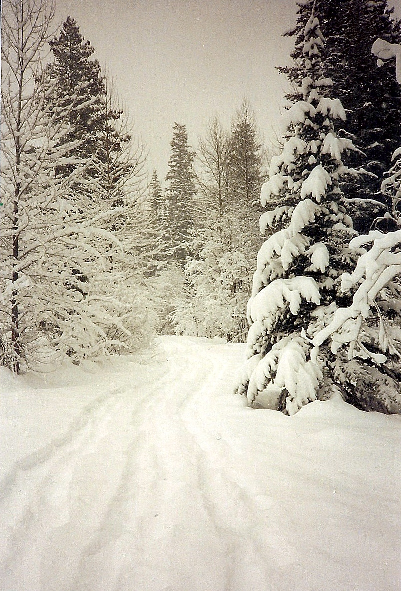 Just beyond the edge of the village, a snowy wonderland.