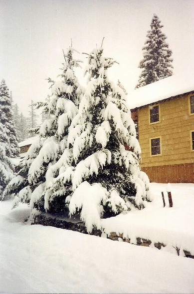 Beautiful fir trees, heavy with snow.
