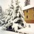 Beautiful fir trees, heavy with snow. Beautiful fir trees, heavy with snow.