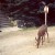 A yearling wandering the main road of the village. A yearling wandering the main road of the village.
