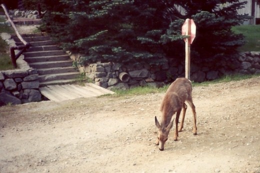 A yearling wandering the main road of the village.