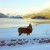 This deer is at the landing for the boat along Lake Chelan. This deer is at the landing for the boat along Lake Chelan.