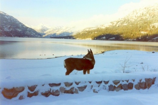 This deer is at the landing for the boat along Lake Chelan.