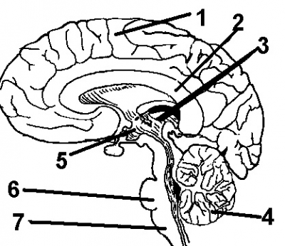 Use This Diagram for Quiz