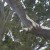 arse end of a Cockatoo tending to its young chicks in the nest arse end of a Cockatoo tending to its young chicks in the nest