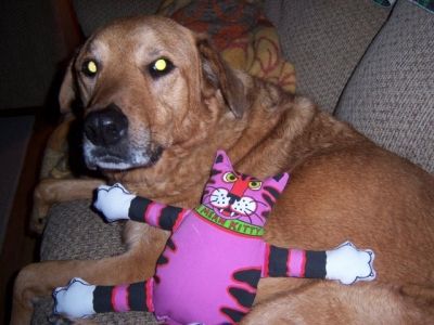 Bailey and Mean Kitty