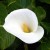 Calla Lily Calla Lily